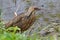 American bittern in a marsh.