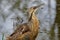 American bittern in a marsh.