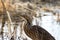 American Bittern in a marsh in southern Colorado