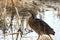 American Bittern in a marsh in southern Colorado