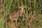 American Bittern Stalking its Prey in a Florida Marsh