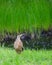 American Bittern standing in grass