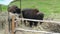 American bizon in the fence area farm