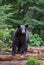 American Black Bear