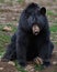 American Black Bear