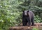 American black bear