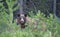 American Black Bear