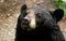 American Black Bear