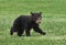 American Black Bear Cub Runs Across Grass