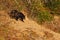 An american black bear down the sandy slopes