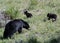 American Black Bear Female Sow with two baby cubs in Yellowstone National Park
