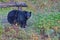 An american black bear looks at the camera