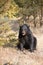 American Black Bear in Northern woods