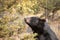 American Black Bear in Northern woods