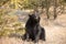 American Black Bear in Northern woods