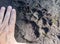 American Black Bear paw track found along Georgia hiking trail