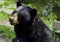 American Black Bear (Ursus americanus)