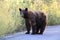 American black bear & x28;Ursus americanus& x29;, Glacier National Park, Montana,USA