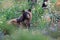 American black bear & x28;Ursus americanus& x29;, Glacier National Park, Montana,USA