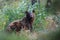 American black bear & x28;Ursus americanus& x29;, Glacier National Park, Montana,USA