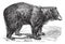 American Black bear Ursus americanus, vintage engraving