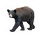 American Black Bear on white background