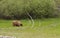 American Black bear in Yosemite National Park