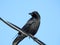 American black crow on an electric wire