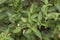 American black nightshade green leaves