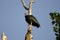 American Black Vulture bird perched on rotten tree snag