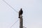 American Black Vulture Coragyps atratus resting on a telephone post