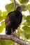 American black vulture a.k.a Urubu perched on a branch in Tortuguero, Costa Rica