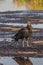 American black vulture on Trinidad pitch lake. The black vulture Coragyps atratus is a large bird of prey. The Pitch Lake La