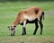 American Blackbelly sheep