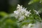 American bladdernut, Staphylea trifolia, white flowers