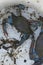 American blue crabs, invasive species in the Mediterranean