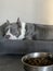 American blue staffordshire terrier next to his full bowl who doesn\'t eat