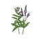 American blue vervain Verbena hastata. Vector hand draw sketch