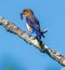 American bluebird perched on dead branch