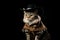 American Bobtail Cat Dressed As A Cowboy On Black Background