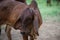 American Brahman Cow Cattle Closeup Portrait