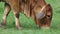 American Brahman Cow Cattle Grazing on Grass