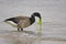 American Brant (Branta bernicla hrota)