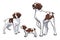 American Brittany breed dog. Dog family. Vector illustration on a white background.