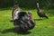 American Bronze Turkey, Female with Male Displaying with Tail Fanned Out