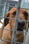 American brown beagle dog in the cage