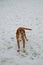 American brown beagle dog in snow at winter