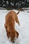 American brown beagle dog in snow at winter