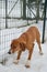 American brown beagle dog in snow at winter