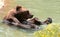 American Brown bear in water at the Memphis Zoo
